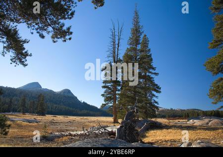 Tuolumne Meadows and Montane Conifers in Fall - Cascade-Sierran Montane Conifer Forest, Yosemite National Park, California, USA Stock Photo