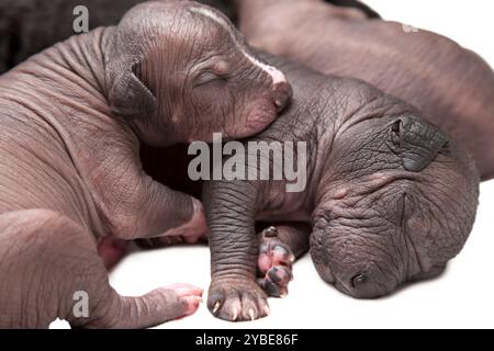 Newborn Mexican xoloitzcuintle puppies, one week old Stock Photo