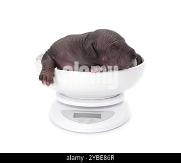 One week old Mexican xoloitzcuintle puppy on a digital scale Stock Photo