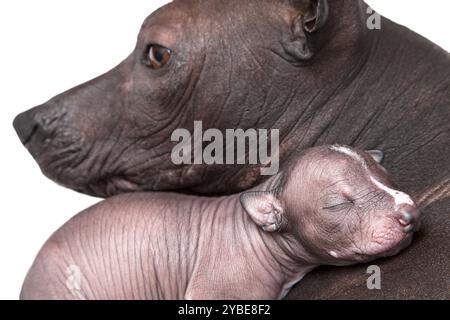 One week old xoloitzcuintle puppy with mother Stock Photo