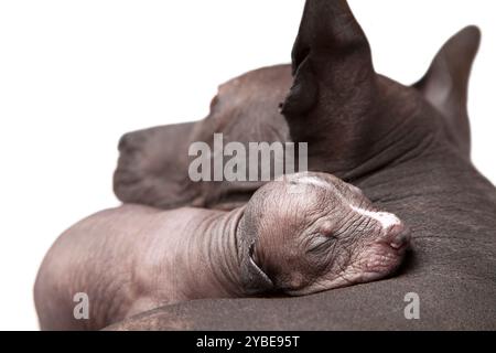 One week old xoloitzcuintle puppy with his mother Stock Photo