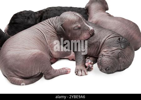 Newborn Mexican xoloitzcuintle puppies, one week old Stock Photo