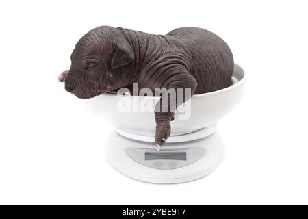 One week old Mexican xoloitzcuintle puppy on a digital scale Stock Photo