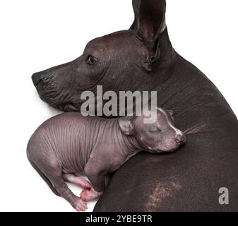 One week old xoloitzcuintle puppy with his mother Stock Photo