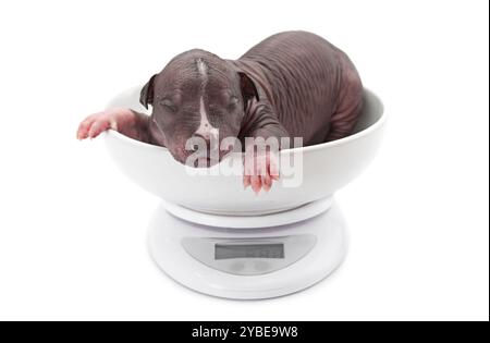 Mexican xoloitzcuintle puppy who is just one week old in a bowl on a weight Stock Photo