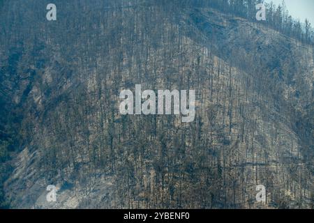 Fireforests, Quito - Ecuador / September 2024 Stock Photo