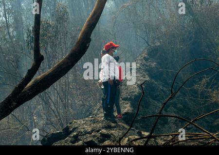 Fireforests, Quito - Ecuador / September 2024 Stock Photo