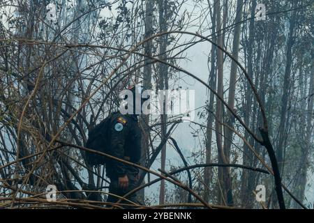 Fireforests, Quito - Ecuador / September 2024 Stock Photo