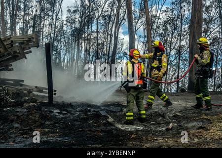 Fireforests, Quito - Ecuador / September 2024 Stock Photo