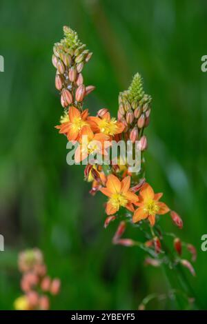 Close up of stalked bulbine (bulbine frutescens) flowers in bloom Stock Photo