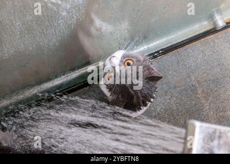 a house cat taking a bath Stock Photo