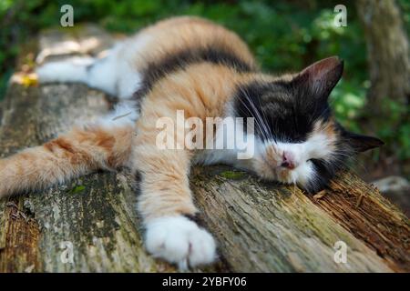 sleeping cat in the woods Stock Photo