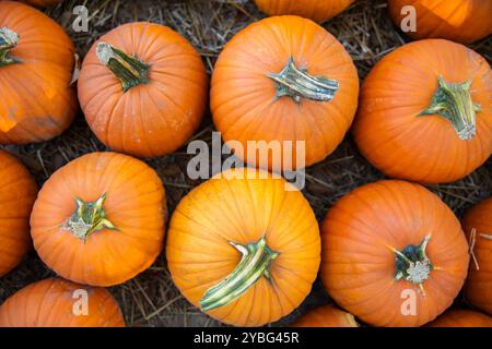 Overhead Shot of a Rustic Pumpkin Patch with Rows of Pumpkins in Autumn Stock Photo
