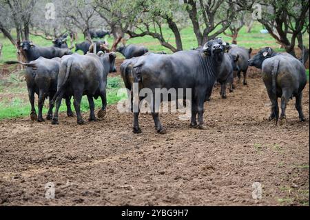 Group of water buffaloes standing in a muddy field, with two facing the camera, showcasing their horns and strong features in a natural, rural Stock Photo