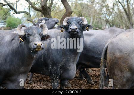 Group of water buffaloes standing in a muddy field, with two facing the camera, showcasing their horns and strong features in a natural, rural Stock Photo