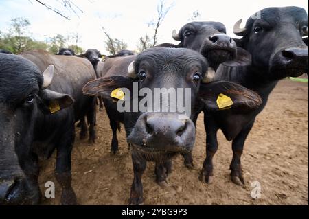 Group of young water buffaloes standing in a muddy field, with two facing the camera, showcasing their horns and strong features in a natural, rural Stock Photo