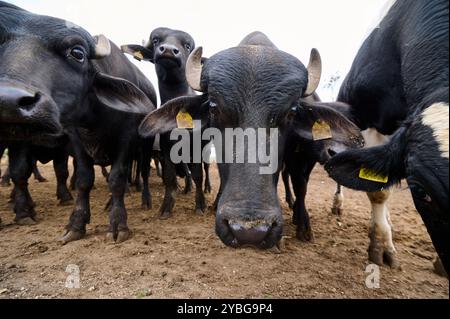 Group of young water buffaloes standing in a muddy field, with two facing the camera, showcasing their horns and strong features in a natural, rural Stock Photo