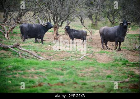 Group of water buffaloes standing in a muddy field, with two facing the camera, showcasing their horns and strong features in a natural, rural Stock Photo