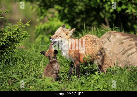 Red fox (Vulpus fulva), mother, young animal, social behaviour, Minnesota, USA, North America Stock Photo