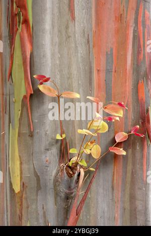 Rainbow Eucalyptus (Eucalyptus deglupta), rainbow tree, detail, leaves, bark, Australia, Oceania Stock Photo