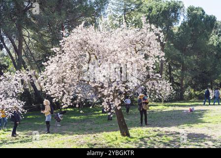 Madrid, Spain, March 2, 2019: People visiting Almond trees in bloom in the Park of La Quinta de los Molinos. Prunus dulcis, Prunus amygdalus, Europe Stock Photo