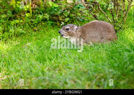 Yellow-spotted rock hyrax bush hyrax, Heterohyrax brucei on the green meadow Stock Photo