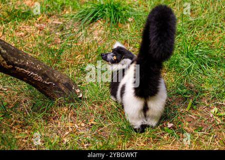 Rear view of black-and-white ruffed lemur, Varecia varecia subcincta Stock Photo