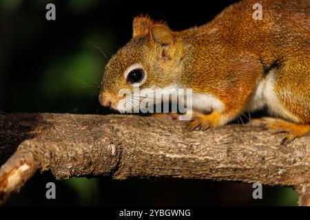 Portrait of American red squirrel, Tamiasciurus hudsonicus on the tree branch Stock Photo