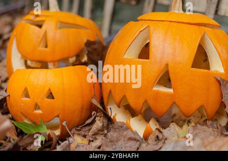 A carved pumpkins sits among colorful autumn leaves during the fall season. Holidays, Halloween decoration concept. Stock Photo