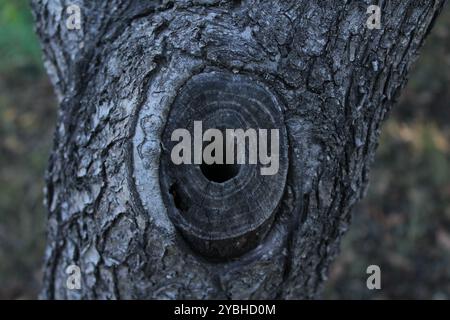 A cut branch on a tree with a hole, showcasing signs of natural processes, adds uniqueness and reveals the beauty of the wood texture. Stock Photo