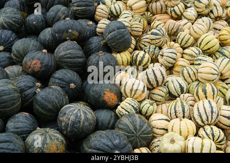 A Mix of Black and White 'Acorn' Variety Squash / Pumpkins, Divided By Color, Displayed in Diffuse, Overcast Light Stock Photo