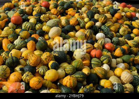 A Great Amount of Decorative Mini Pumpkins, Squash Displayed in the Sun Stock Photo
