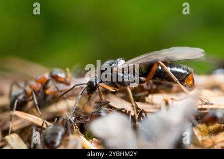 Red Wood Ant (Formica rufa) male and workers on the surface of the nest mound. Powys, Wales. May. Stock Photo