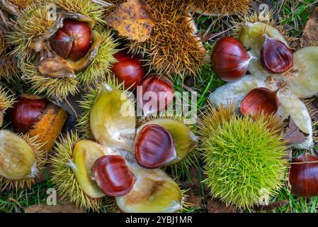 Sweet chestnut / Spanish chestnuts (Castanea sativa) close-up of fallen spiny cupules and brown nuts on the forest floor in woodland in autumn Stock Photo