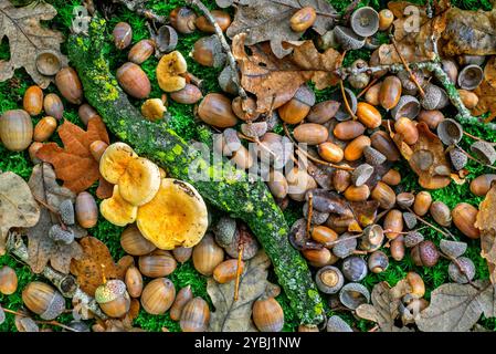 Pedunculate oak (Quercus robur) close-up of fallen acorns / nuts under English oak tree on the forest floor during good mast year in autumn woodland Stock Photo