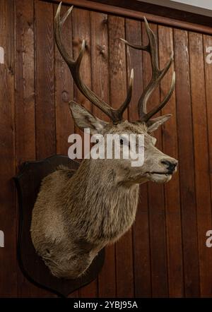 A taxidermy deer head on wood paneling background Stock Photo