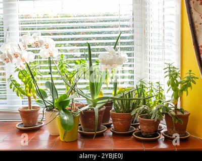 Succulents, cacti,  and orchids on surburban window sill. Stock Photo