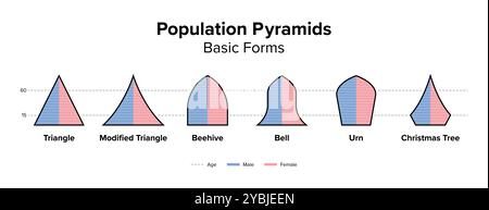 Basic forms of population pyramids. Age structure diagram and graphical illustration of the distribution of people. Stock Photo