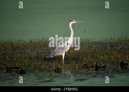 Grey heron, long-legged wading bird, Wildlife bhopal India Stock Photo