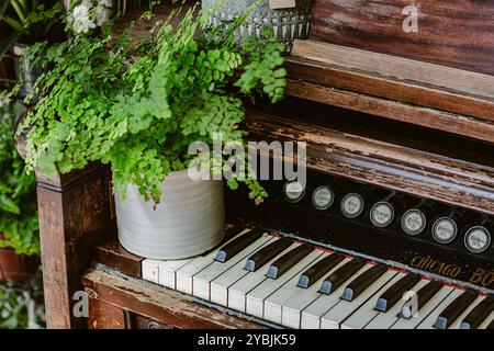 Old vintage organ with various green home plants Stock Photo