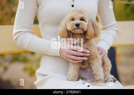 cute little toy poodle dog sitting on girl's lap in beige clothes in park, love for pets, dog walking Stock Photo