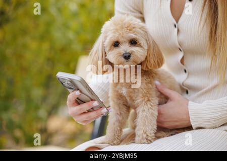 girl holding smartphone and cute brown dog toy poodle sitting in park, walking with pet, caring for dog Stock Photo