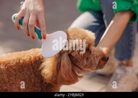 girl brushing fur of cute curly brown dog toy poodle in park, close-up. pet care, dog brush, grooming Stock Photo