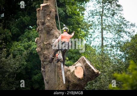 Edinburgh, UK - May 29, 2024. Tree surgeon using a rope and harness whilst felling a tree in a park in Edinburgh, UK Stock Photo