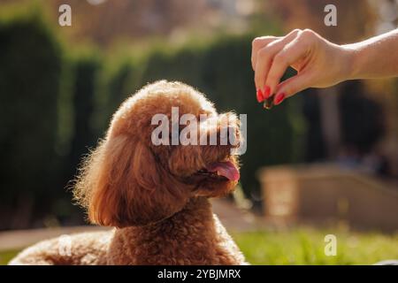 Young woman training her small dog, a puppy of the toy poodle breed, outdoors, in a park. dog walking, pet care Stock Photo