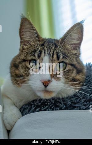 Tabby and white cat called Coco looking at the camera as she lies on hr bed, whit a soft focus background. Stock Photo