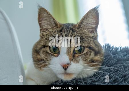 Tabby and white cat called Coco looking at the camera as she lies on hr bed, whit a soft focus background. Stock Photo