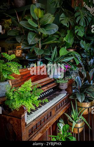 Old vintage organ with various green home plants Stock Photo