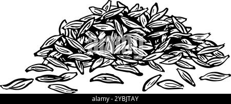 Cumin is a spice. Vector graphics of fragrant spices. A black and white hand-drawn illustration. On a white background. Great for cooking recipes, men Stock Vector