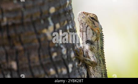 Closeup of a big common lizard hanging on a tree, looking a the camera Stock Photo